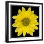 This Yellow Daisy-Steve Gadomski-Framed Photographic Print