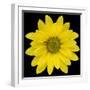 This Yellow Daisy-Steve Gadomski-Framed Photographic Print