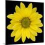 This Yellow Daisy-Steve Gadomski-Mounted Photographic Print