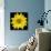 This Yellow Daisy-Steve Gadomski-Photographic Print displayed on a wall