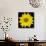 This Yellow Daisy-Steve Gadomski-Photographic Print displayed on a wall