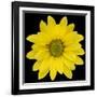 This Yellow Daisy-Steve Gadomski-Framed Photographic Print