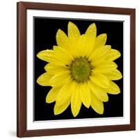 This Yellow Daisy-Steve Gadomski-Framed Photographic Print