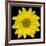 This Yellow Daisy-Steve Gadomski-Framed Photographic Print