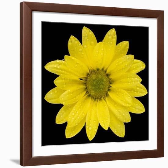 This Yellow Daisy-Steve Gadomski-Framed Photographic Print