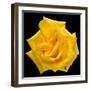 This Yellow Rose-Steve Gadomski-Framed Photographic Print