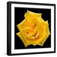 This Yellow Rose-Steve Gadomski-Framed Photographic Print