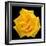 This Yellow Rose-Steve Gadomski-Framed Photographic Print