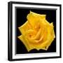 This Yellow Rose-Steve Gadomski-Framed Photographic Print