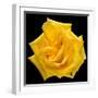 This Yellow Rose-Steve Gadomski-Framed Photographic Print