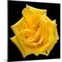 This Yellow Rose-Steve Gadomski-Mounted Photographic Print