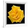 This Yellow Rose-Steve Gadomski-Framed Photographic Print