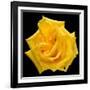 This Yellow Rose-Steve Gadomski-Framed Photographic Print