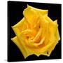 This Yellow Rose-Steve Gadomski-Stretched Canvas