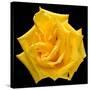 This Yellow Rose-Steve Gadomski-Stretched Canvas