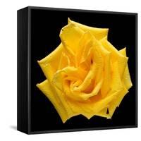 This Yellow Rose-Steve Gadomski-Framed Stretched Canvas