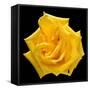 This Yellow Rose-Steve Gadomski-Framed Stretched Canvas