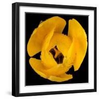 This Yellow Tulip-Steve Gadomski-Framed Photographic Print