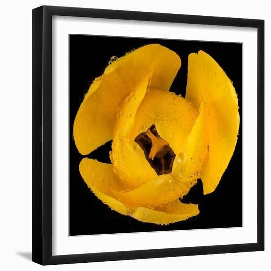 This Yellow Tulip-Steve Gadomski-Framed Photographic Print