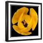 This Yellow Tulip-Steve Gadomski-Framed Photographic Print