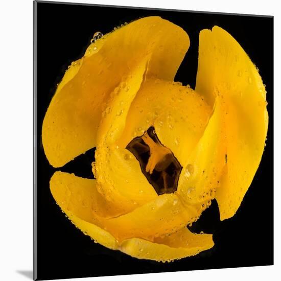 This Yellow Tulip-Steve Gadomski-Mounted Photographic Print