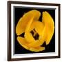 This Yellow Tulip-Steve Gadomski-Framed Photographic Print