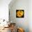 This Yellow Tulip-Steve Gadomski-Framed Stretched Canvas displayed on a wall