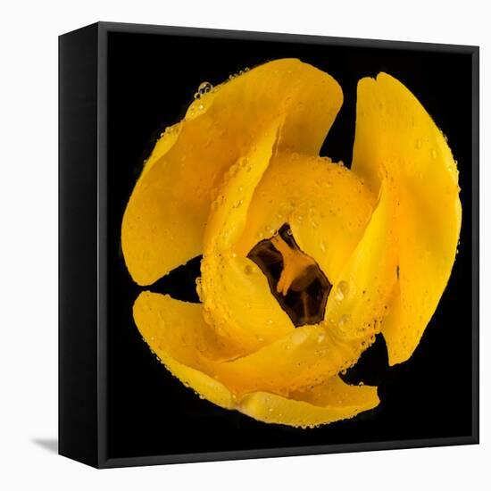 This Yellow Tulip-Steve Gadomski-Framed Stretched Canvas