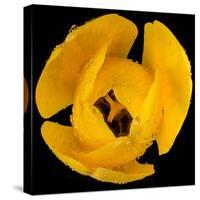 This Yellow Tulip-Steve Gadomski-Stretched Canvas