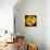 This Yellow Tulip-Steve Gadomski-Stretched Canvas displayed on a wall