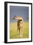 This Young One-Susann Parker-Framed Premium Photographic Print