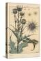 Thistle Botanical Study, 1897 (Lithograph)-Eugene Grasset-Stretched Canvas