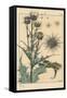Thistle Botanical Study, 1897 (Lithograph)-Eugene Grasset-Framed Stretched Canvas