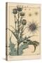 Thistle Botanical Study, 1897 (Lithograph)-Eugene Grasset-Stretched Canvas