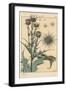 Thistle Botanical Study, 1897 (Lithograph)-Eugene Grasset-Framed Giclee Print