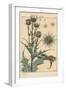 Thistle Botanical Study, 1897 (Lithograph)-Eugene Grasset-Framed Giclee Print