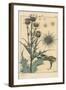 Thistle Botanical Study, 1897 (Lithograph)-Eugene Grasset-Framed Giclee Print