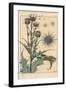 Thistle Botanical Study, 1897 (Lithograph)-Eugene Grasset-Framed Giclee Print