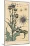 Thistle Botanical Study, 1897 (Lithograph)-Eugene Grasset-Mounted Giclee Print