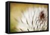 Thistle Bud-Jessica Rogers-Framed Stretched Canvas