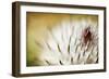 Thistle Bud-Jessica Rogers-Framed Giclee Print