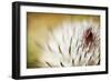 Thistle Bud-Jessica Rogers-Framed Giclee Print