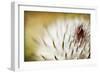 Thistle Bud-Jessica Rogers-Framed Giclee Print