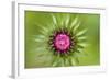 Thistle (Carduus Nutans) Flower Head before Opening, Triglav National Park, Slovenia, June 2009-Zupanc-Framed Photographic Print