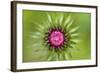 Thistle (Carduus Nutans) Flower Head before Opening, Triglav National Park, Slovenia, June 2009-Zupanc-Framed Photographic Print