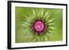 Thistle (Carduus Nutans) Flower Head before Opening, Triglav National Park, Slovenia, June 2009-Zupanc-Framed Photographic Print