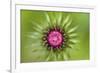 Thistle (Carduus Nutans) Flower Head before Opening, Triglav National Park, Slovenia, June 2009-Zupanc-Framed Photographic Print