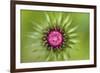 Thistle (Carduus Nutans) Flower Head before Opening, Triglav National Park, Slovenia, June 2009-Zupanc-Framed Photographic Print