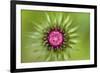 Thistle (Carduus Nutans) Flower Head before Opening, Triglav National Park, Slovenia, June 2009-Zupanc-Framed Photographic Print