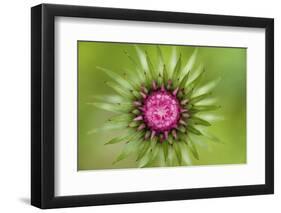 Thistle (Carduus Nutans) Flower Head before Opening, Triglav National Park, Slovenia, June 2009-Zupanc-Framed Photographic Print